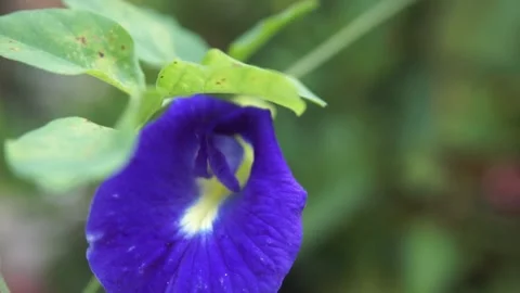 Vibrant Blue Butterfly Pea Flower Stock Footage 293100237
