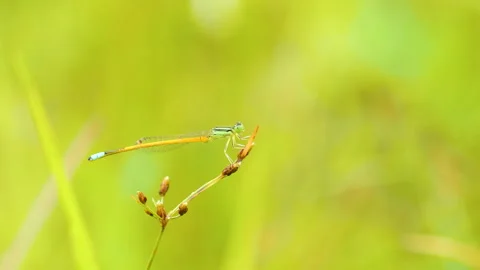A vibrant blue damselfly warms in the early sunlight before lifting gracefully Stock Footage 317602365
