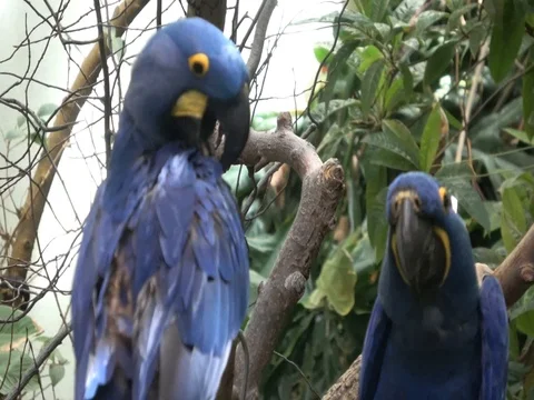 Vibrant blue Hyacinth macaws , Close up Stock Footage 78771954