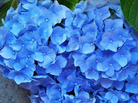 Vibrant blue hydrangea blossoms Foto stock