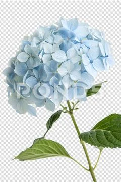 Vibrant blue hydrangea flower in full bloom PSD Template