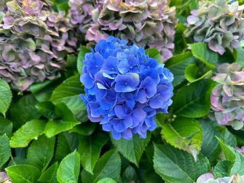 Vibrant blue hydrangea flower Stock Photos