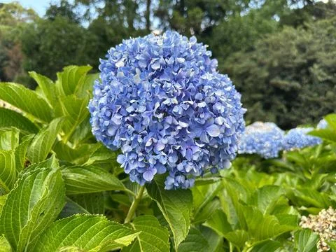 Vibrant blue hydrangea flower Stock Photos