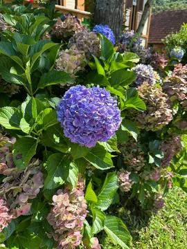 Vibrant blue hydrangea flower Stock Photos