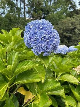 Vibrant blue hydrangea flower Stock Photos