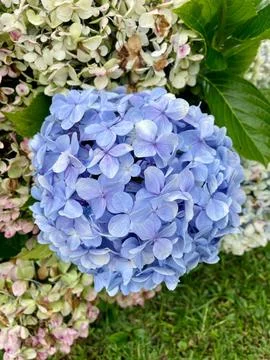 Vibrant blue hydrangea flower Stock Photos
