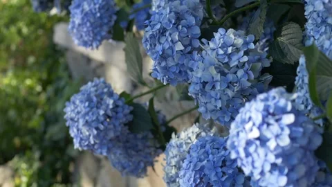 Vibrant blue hydrangea flowers flourish in a scenic park, creating a serene Stock-Footage 317319318