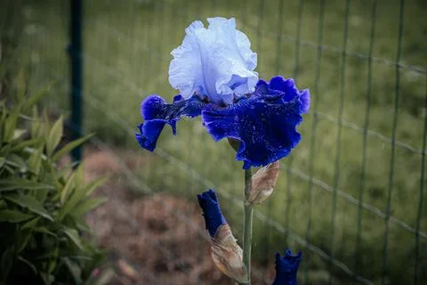 Vibrant blue iris flower with delicate petals and green foliage growing nea.. Fotos de archivo
