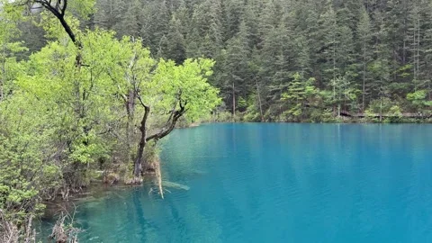 Vibrant Blue Lake with Lush Forests at Jiuzhaigou Valley, Sichuan, China Vídeos de archivo 337914702