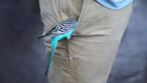 Vibrant blue parakeet digging inside someone’s side pocket pants 스톡 동영상 143281769