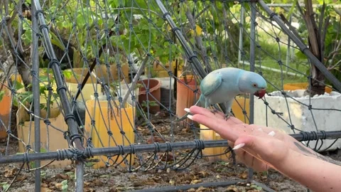 A vibrant blue parrot perched on human palms Stock-Footage 317503128