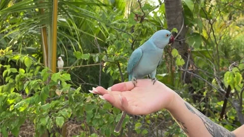 A vibrant blue parrot perched on human palms Stock-Footage 317503270