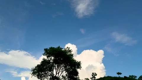 Vibrant blue sky with fluffy white clouds and silhouette of tree in the for.. Stock-Footage 339369344