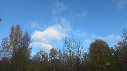 Vibrant Blue Sky With White Clouds Framed By Autumn Treetops Stock Footage 348170665