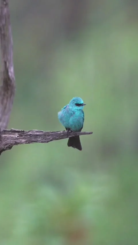 A vibrant blue verditer flycatcher perched on a weathered tree branch Видео 336033609