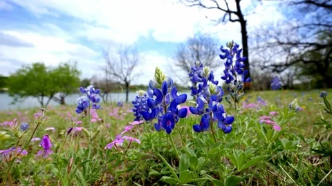 Vibrant Bluebonnets Blooming in Texas Spring Meadow Stock Footage 310650468