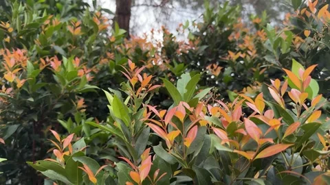 Vibrant Botanical Display: Close-Up of Verdant Foliage with Striking Orange.. Video stock 325232226