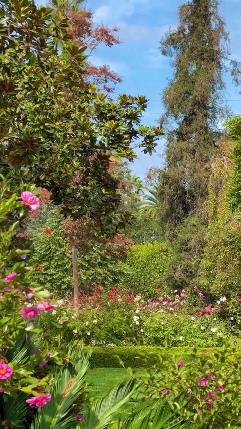 Vibrant Botanical Garden with Blooming Roses and Lush Greenery Video stock 340263847