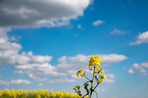 Vibrant bright colored fields of yellow rapeseed flowers Foto stock