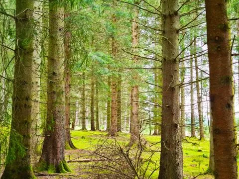 Vibrant Bright Green Forest Scene Scotland in Summer Stock Photos