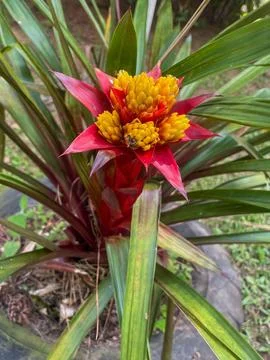 Vibrant bromeliad in bloom Stock-Fotos