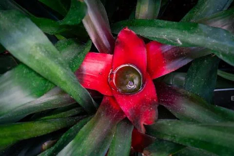 Vibrant bromeliad with a rosette of red leaves and pooled water at the center Stock Photos