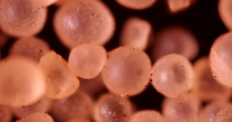 Vibrant bromocresol purple pH indicator crystals under microscope Stock Footage 308430678