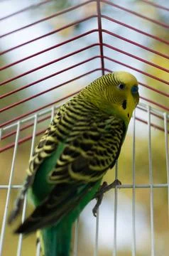 A vibrant budgie perched inside its cage, showcasing its striking green and.. Stock Photos