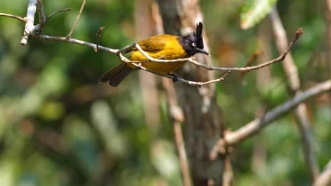 Vibrant bulbul perched gracefully on twig in Stock-Footage 271476946