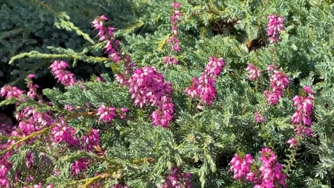 A vibrant bumblebee in flight, pollinating bright pink Erica carnea flowers in a Stock Footage 330127590