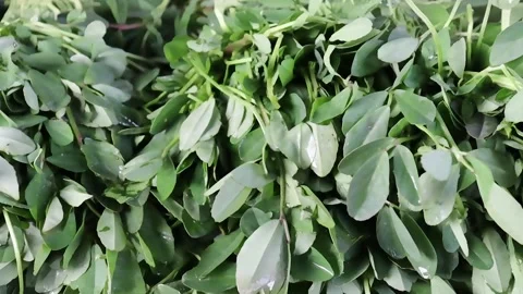 Vibrant bundle of tender fenugreek greens Stock Footage 338168913