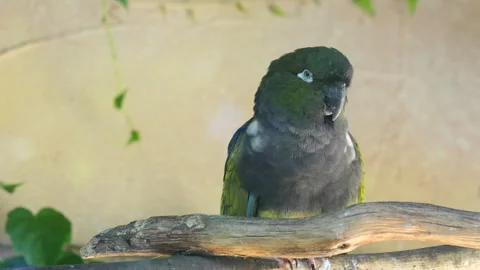Vibrant Burrowing Parrot two beautiful sitting on a branch, close-up Video stock 287219188