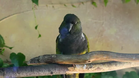 Vibrant Burrowing Parrots Sitting Gracefully on a Branch, Stunning CloseUp Shot Stock Footage 287219673