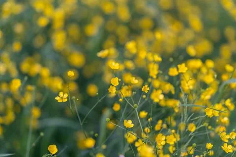 Vibrant buttercup cluster captured in sharp focus, bright yellow petals, gree Stock Photos