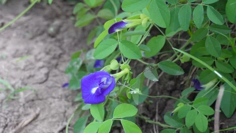 Vibrant Butterfly Pea Vídeo Stock 328527541
