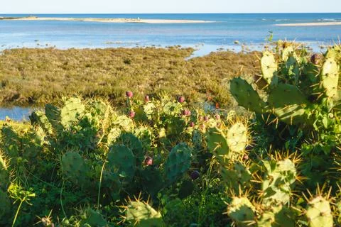 Vibrant cacti thrive by the sea, adding a wild touch to the landscape. Stock Photos