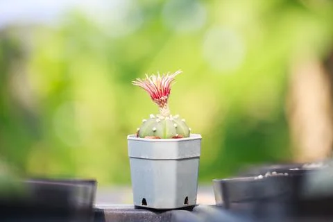 A vibrant cactus in small pot showcases its striking pink flowers against blu Stock Photos