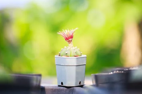 Vibrant cactus in small pot, showcasing its colorful flowers Stock Photos
