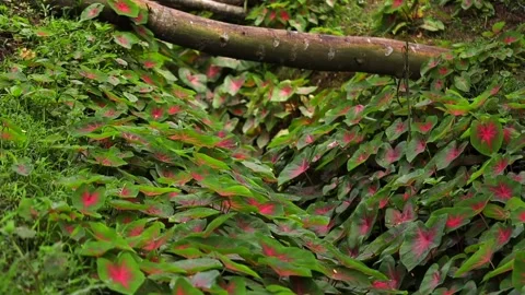 Vibrant Caladium Foliage Beneath a Fallen Tree Video stock 341675830