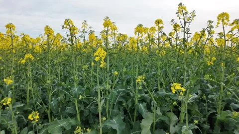 Vibrant Canola Field Under Clouds Stock Footage 306912714