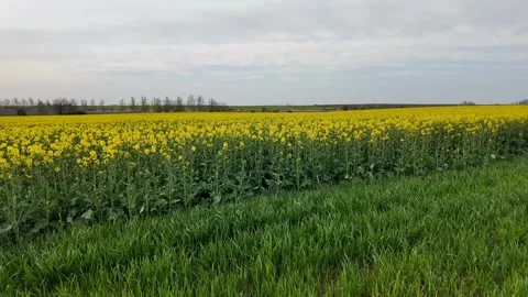 Vibrant Canola Field Under Clouds Stock Footage 306913076