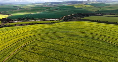 Vibrant Canola Fields from the Air, Western Cape Vídeos de archivo 344661328