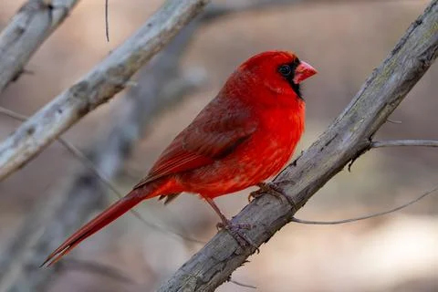 Vibrant Cardinal Stockfoto's