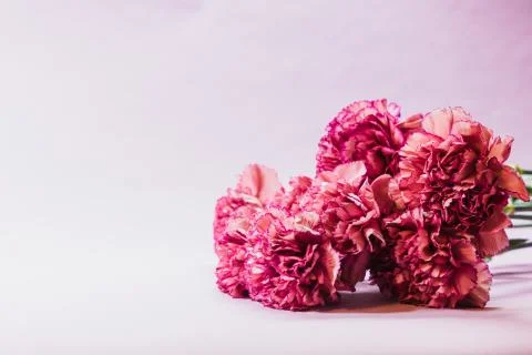 Vibrant carnations Stock Photos