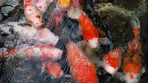Vibrant carp glide through calm water in a decorative pond Stock Footage 327016005