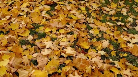Vibrant carpet of fallen autumn maple leaves covers lush green lawn.  Stock Footage 289729346