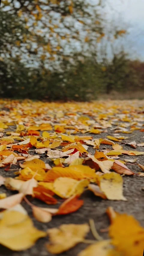 Vibrant carpet of fallen autumn maple leaves covers lush green lawn.  Stock Footage 318284967