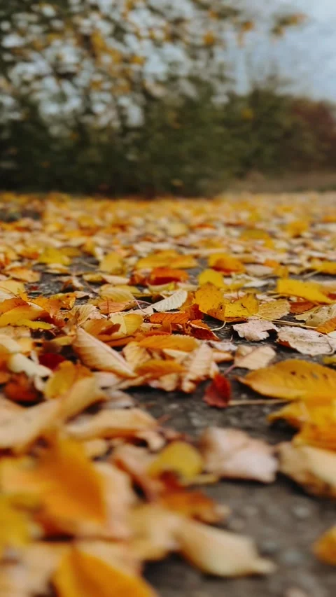 Vibrant carpet of fallen autumn maple leaves covers lush green lawn.  Stock Footage 318284986