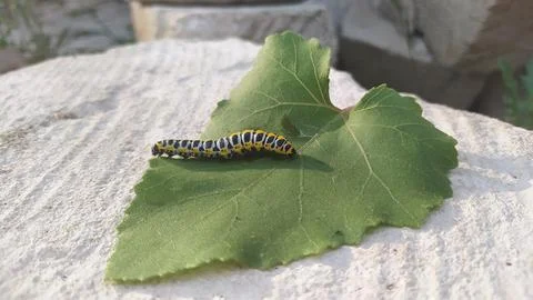 A Vibrant Caterpillar Crawling on a Leaf Within Its Natural Habitat and Stock Photos