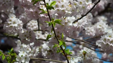Vibrant Cherry Blossoms in Full Bloom Under Spring Sunlight Stock Footage 270186616